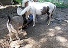 Miniature - Horse for Sale in Ames, IA 50010 Miniature - Horse for Sale in Ames, IA 50010