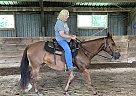 Quarter Horse - Horse for Sale in Emlenton, PA 16373
