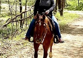 Quarter Horse (Quarter Horse, Mare) in Emlenton, PA