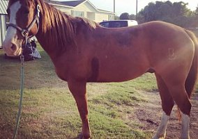 Quarter Horse (Quarter Horse, Gelding) in Weatherford, TX