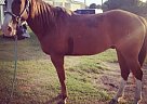 Quarter Horse - Horse for Sale in Weatherford, TX 76087 Quarter Horse - Horse for Sale in Weatherford, TX 76087
