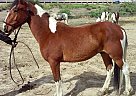 Rugger - Gelding in Steamboat Springs, CO Rugger - Gelding in Steamboat Springs, CO