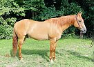 Quarter Horse - Horse for Sale in Brooksville, KY 41004