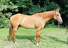 Quarter Horse - Horse for Sale in Brooksville, KY 41004 Quarter Horse - Horse for Sale in Brooksville, KY 41004