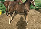 Friesian Mare for Sale in Correctionville, Iowa Heaven
