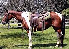 Paint - Horse for Sale in Xenia, OH 45385 Paint - Horse for Sale in Xenia, OH 45385