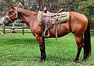 Quarter Horse - Horse for Sale in Xenia, OH 45385 Quarter Horse - Horse for Sale in Xenia, OH 45385