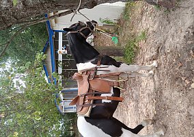 Quarter Horse (Quarter Horse, Stallion) in Clevelen, TX