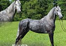 Tennessee Walking - Horse for Sale in HUSTONVILLE, KY 40437