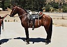 Andalusian - Horse for Sale in Los Angeles, CA 91342 Andalusian - Horse for Sale in Los Angeles, CA 91342