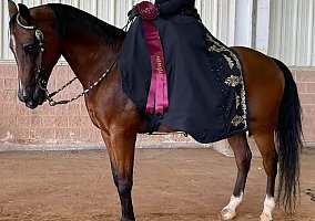 Arabian (Arabian, Gelding) in Marysville, WA