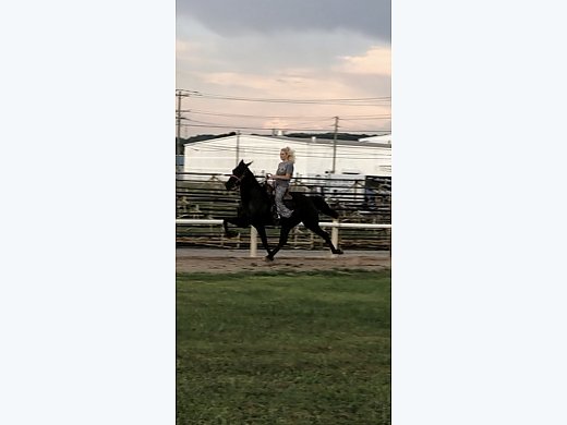 Standardbred/Single Footer
