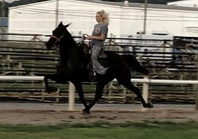 Standardbred (Standardbred, Gelding) in Philadelphia, TN
