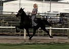 Standardbred - Horse for Sale in Philadelphia, TN 37846