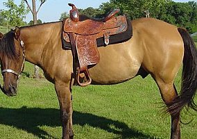 Working Cow Prospect Quarter Horse Stallion