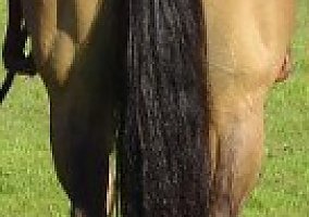 Quarter Horse (Quarter Horse, Stallion) in Elko, MN