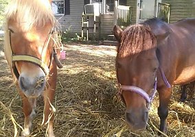 Shetland Pony (Shetland Pony, Gelding) in Wales twp, MI