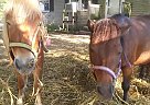 Shetland Pony - Horse for Sale in Wales twp, MI 48027