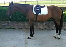 Warmblood - Horse for Sale in Middletown, PA 17057