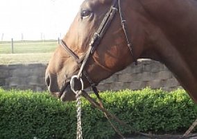 Warmblood (Warmblood, Gelding) in Middletown, PA
