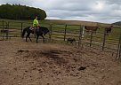 - Mare in Hunt, NY - Mare in Hunt, NY
