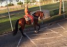 Miguel Andalusia for Sale Andalusian Stallion