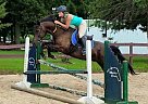 Beautiful Dark Bay Jumper Pony of the Americas Gelding