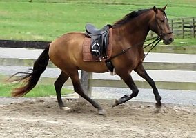 Versatile, Athletic Bay Lusitano Gelding Lusitano Gelding