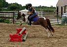 Welsh Pony Gelding for Sale in Oconomowoc, Wisconsin Welsh Pony Gelding for Sale in Oconomowoc, Wisconsin