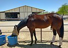 Thoroughbred - Horse for Sale in Tucson, AZ 85719