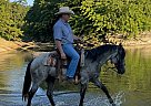 Quarter Horse - Horse for Sale in El Segundo, CA 90245