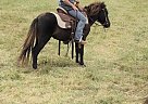 Molly - Mare in Murray, KY Molly - Mare in Murray, KY