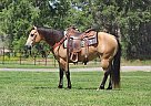 Quarter Horse - Horse for Sale in East Helena, MT 59635 Quarter Horse - Horse for Sale in East Helena, MT 59635