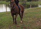 Chief - Gelding in Denver, PA Chief - Gelding in Denver, PA