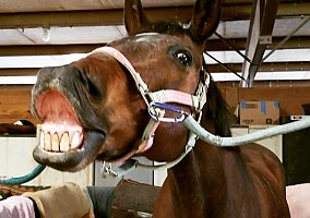 Thoroughbred (Thoroughbred, Gelding) in Smyrna, TN