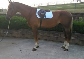 Warmblood (Warmblood, Gelding) in Middletown, PA