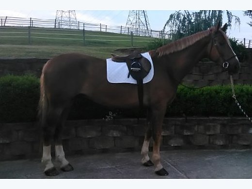 Foxhunter Prospect: 12yr. old 17.3hh Belgian/Thoroughbred Cross Gelding