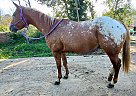 Appaloosa Gelding for Sale in Bemidji, Minnesota Appaloosa Gelding for Sale in Bemidji, Minnesota