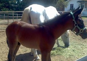 Andalusian / PRE (Andalusian / PRE, Stallion) in South Gate, CA
