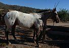 AraAppaloosa - Horse for Sale in Miramonte, CA 93641