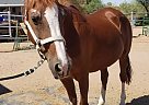 Fancy - Mare in Mesa, AZ Fancy - Mare in Mesa, AZ