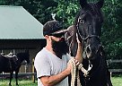 Registered Missouri Fox Trotter Samson