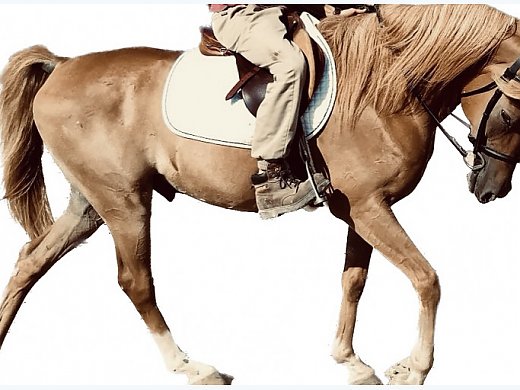 SE Arabian Gelding for Sale