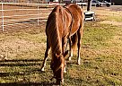 Arabian - Horse for Sale in St.Louis, MO 63026