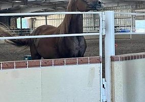 Arabian (Arabian, Gelding) in St.Louis, MO