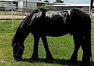 Friesian - Horse for Sale in Houston, TX 77032