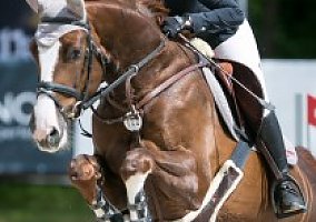 Trakehner (Trakehner, Gelding)