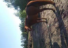 Quarter Horse (Quarter Horse, Mare) in Wales twp, MI