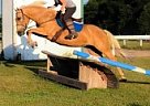 Quarter Pony Mare for Sale in Andover, Minnesota Quarter Pony Mare for Sale in Andover, Minnesota