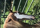 Tennessee Walking Gelding for Sale in Glenbeulah, Wisconsin Tennessee Walking Gelding for Sale in Glenbeulah, Wisconsin